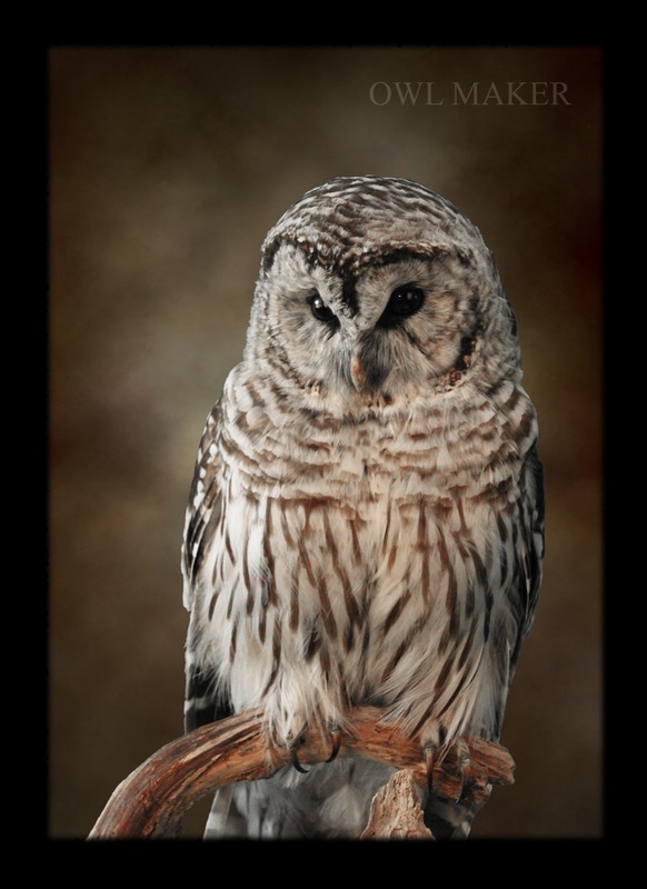 horned owl taxidermy